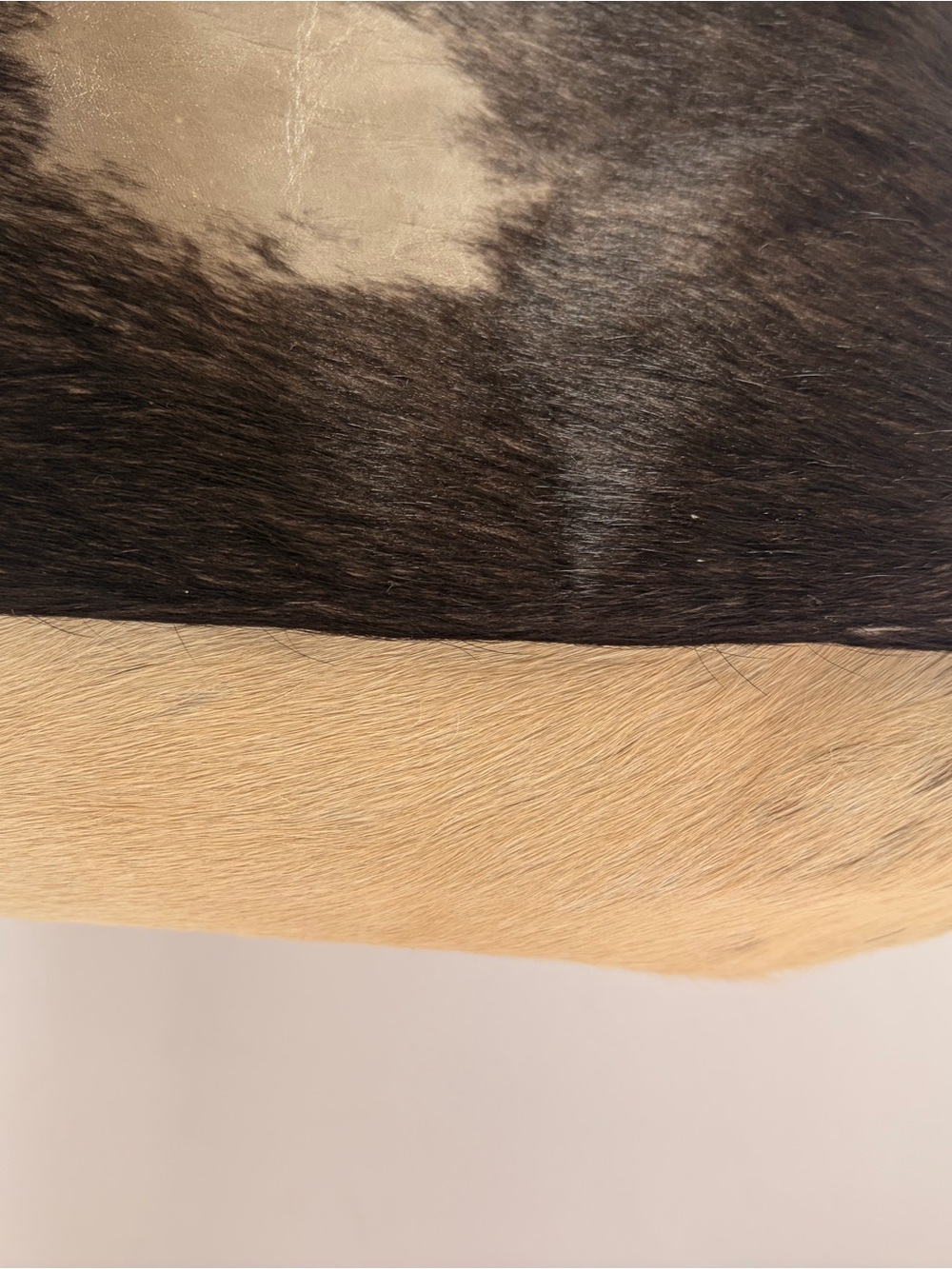 Myra Bag Brown & Cream Hair-On Hide Crossbody Bag - Picture 12 of 12